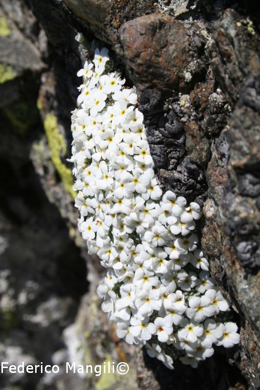 Androsace vandellii (Chiov.) Turra / Androsace di Vandelli